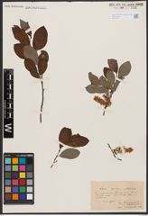 Salix aurita L. x Salix silesiaca Willd.